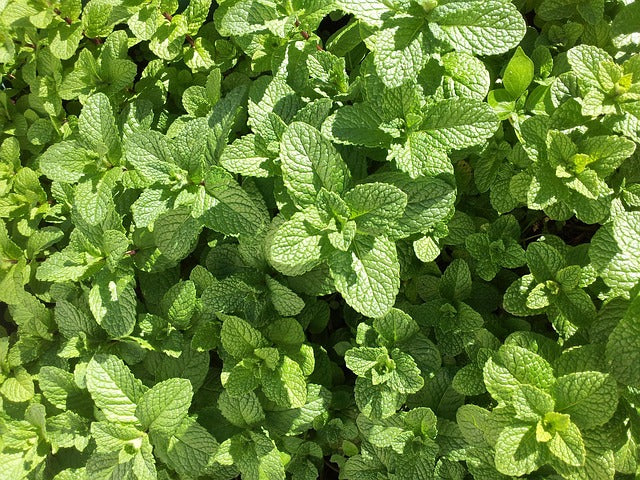 Dried Mint Tea